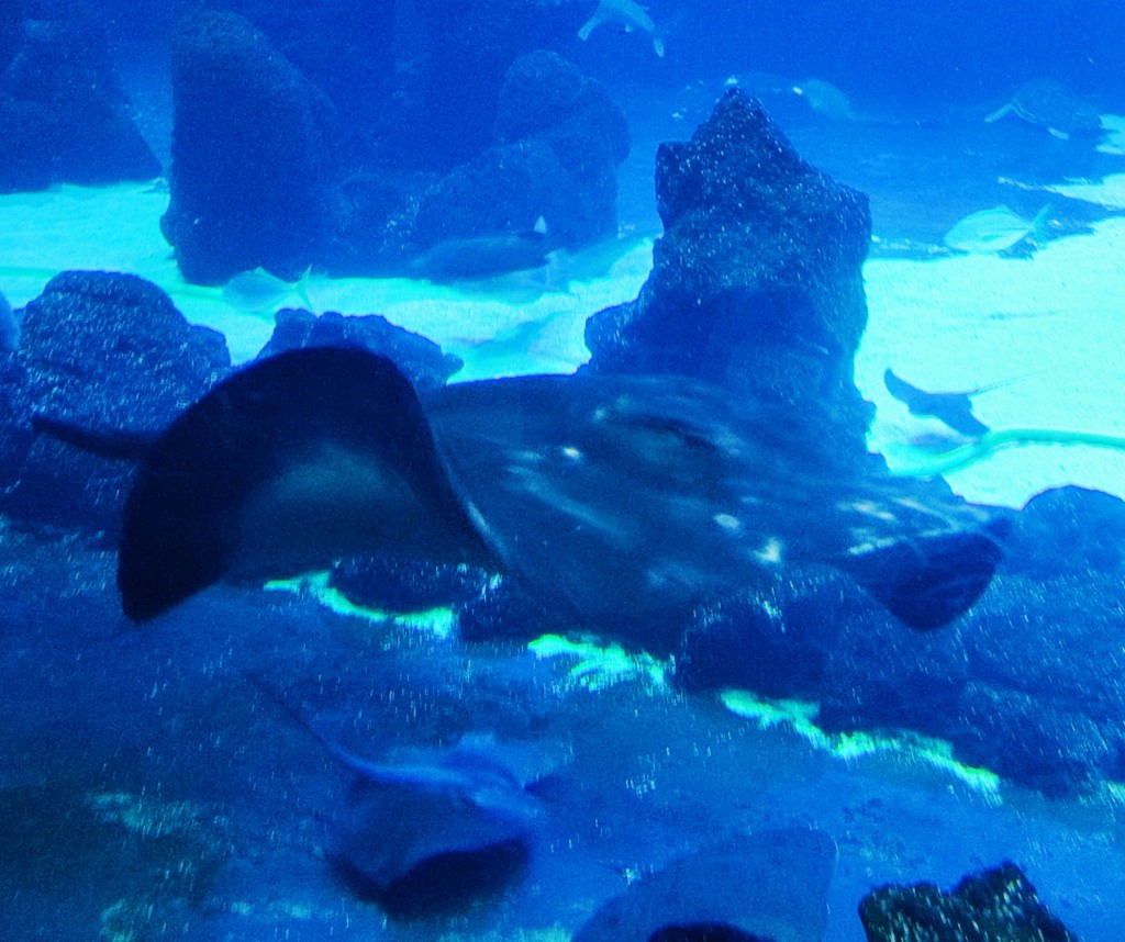 Foto: Acuario Poema del Mar - Las Palmas de Gran Canaria (Las Palmas), España