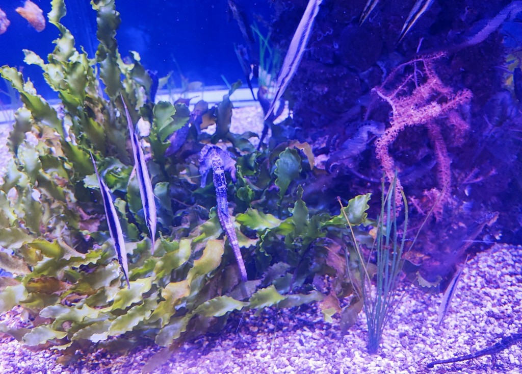 Foto: Acuario Poema del Mar - Las Palmas de Gran Canaria (Las Palmas), España