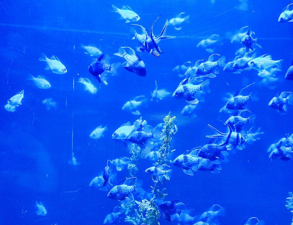 Foto: Acuario Poema del Mar - Las Palmas de Gran Canaria (Las Palmas), España