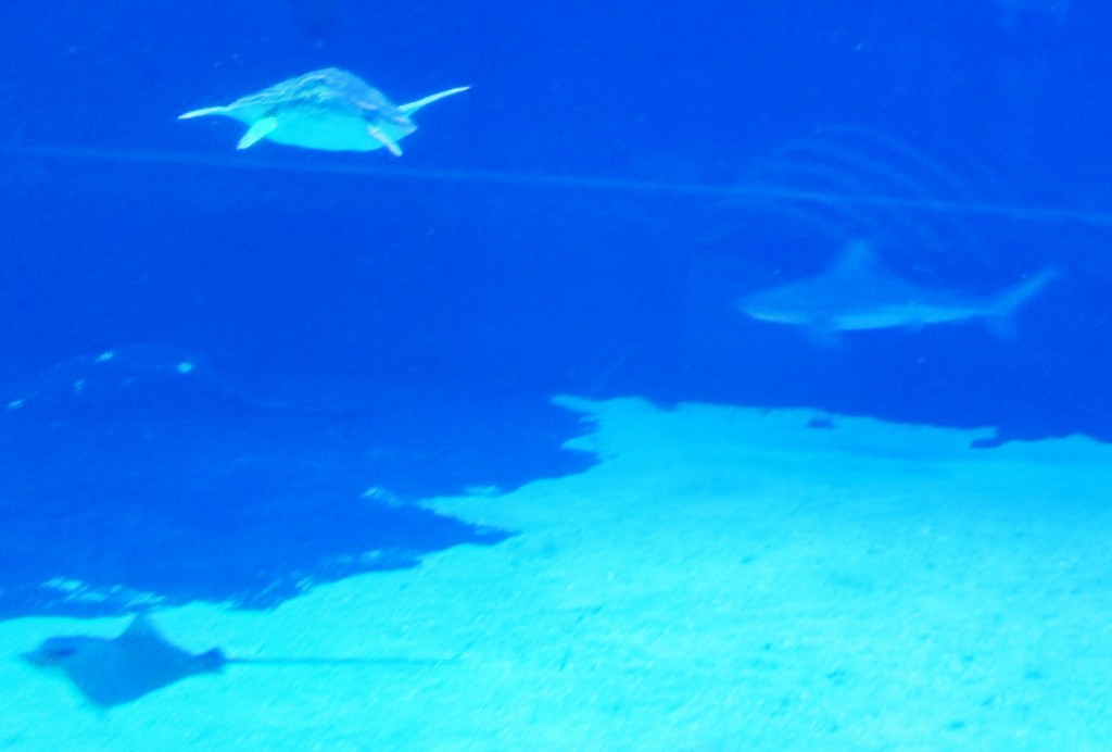 Foto: Acuario Poema del Mar - Las Palmas de Gran Canaria (Las Palmas), España