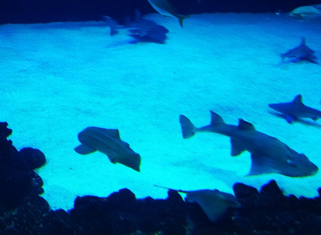 Foto: Acuario Poema del Mar - Las Palmas de Gran Canaria (Las Palmas), España