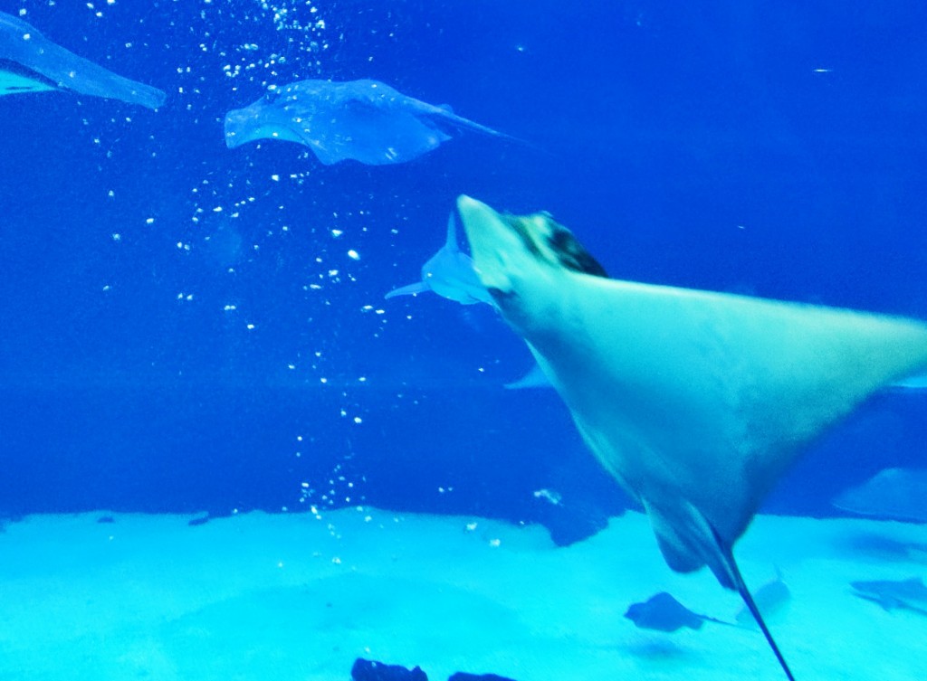 Foto: Acuario Poema del Mar - Las Palmas de Gran Canaria (Las Palmas), España