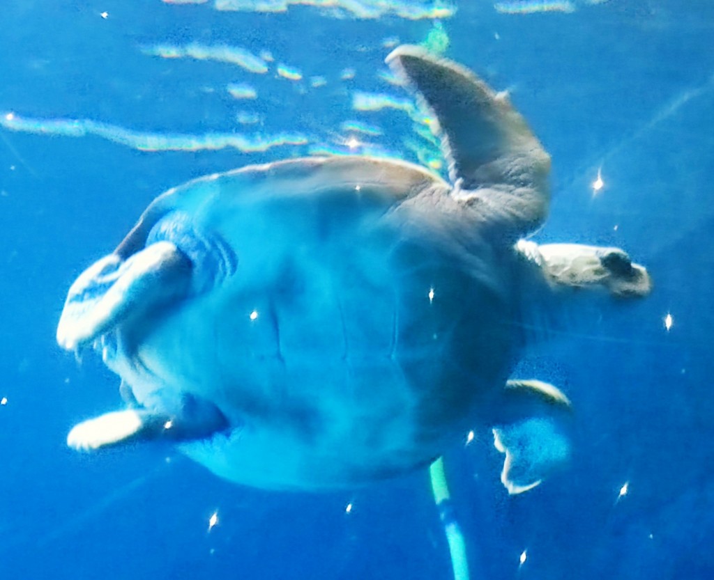 Foto: Acuario Poema del Mar - Las Palmas de Gran Canaria (Las Palmas), España