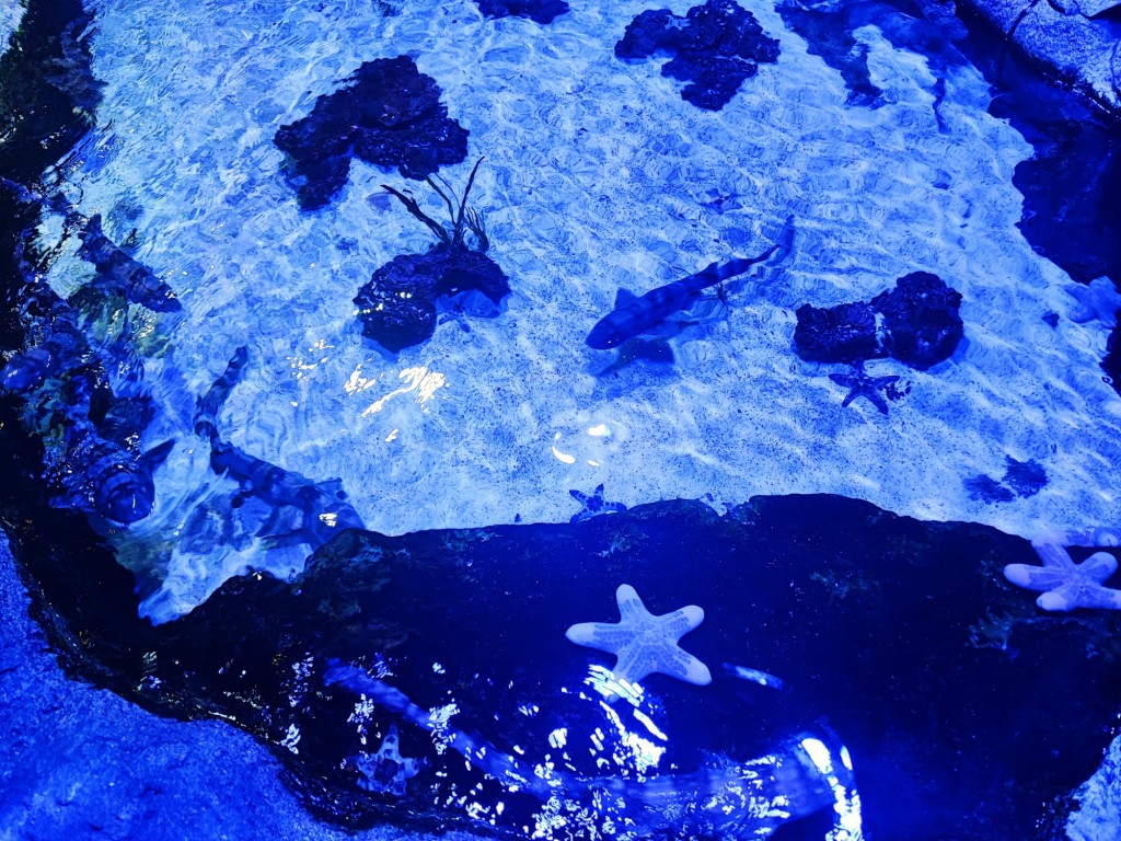 Foto: Acuario Poema del Mar - Las Palmas de Gran Canaria (Las Palmas), España