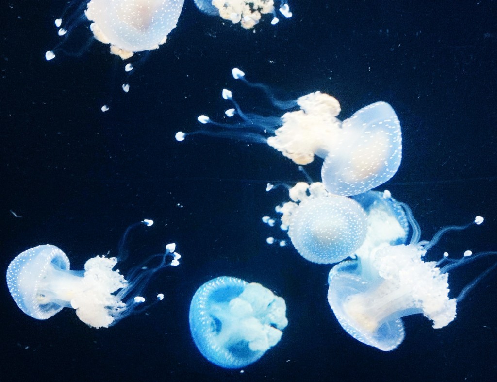 Foto: Acuario Poema del Mar - Las Palmas de Gran Canaria (Las Palmas), España