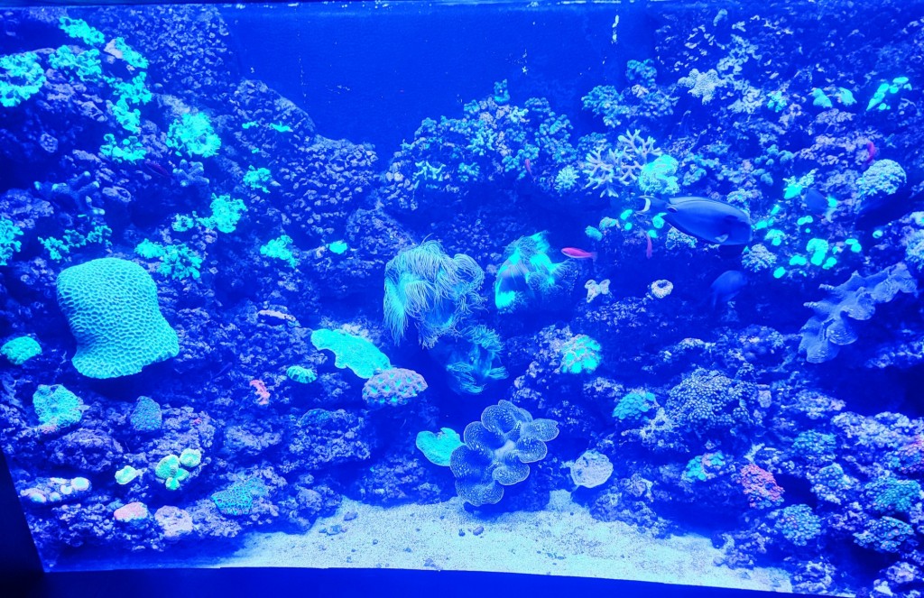 Foto: Acuario Poema del Mar - Las Palmas de Gran Canaria (Las Palmas), España