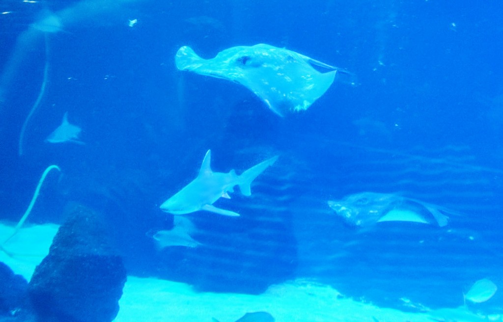 Foto: Acuario Poema del Mar - Las Palmas de Gran Canaria (Las Palmas), España