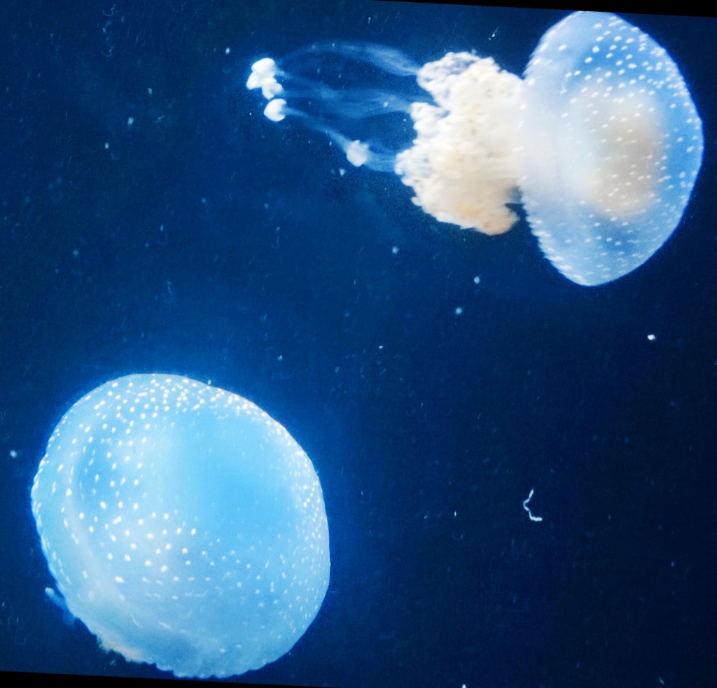 Foto: Acuario Poema del Mar - Las Palmas de Gran Canaria (Las Palmas), España