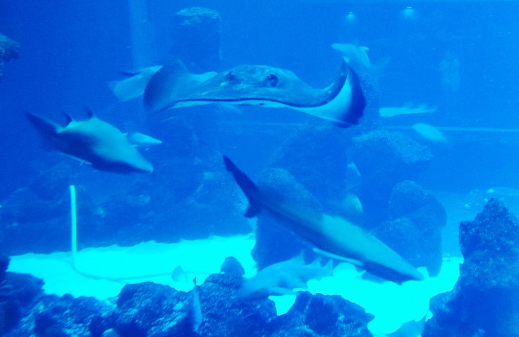 Foto: Acuario Poema del Mar - Las Palmas de Gran Canaria (Las Palmas), España