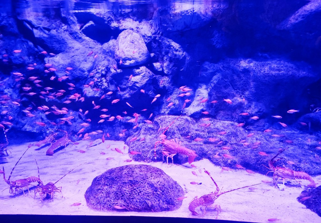Foto: Acuario Poema del Mar - Las Palmas de Gran Canaria (Las Palmas), España