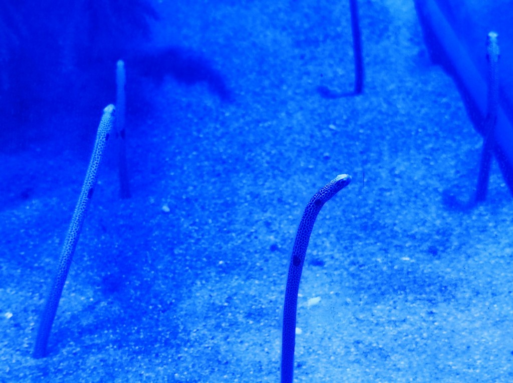 Foto: Acuario Poema del Mar - Las Palmas de Gran Canaria (Las Palmas), España