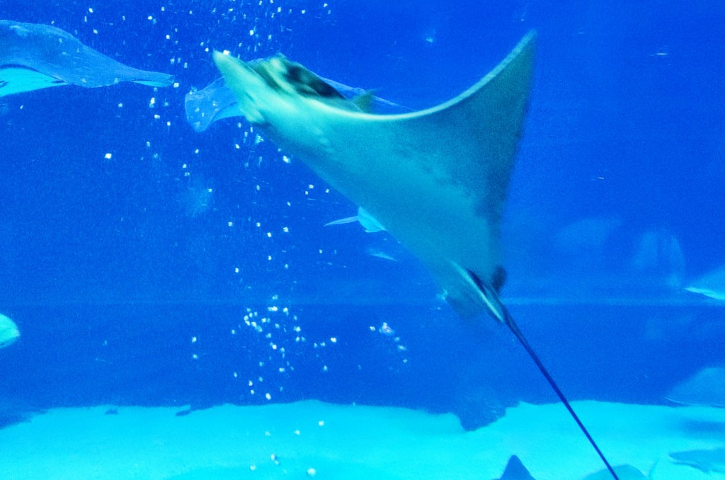 Foto: Acuario Poema del Mar - Las Palmas de Gran Canaria (Las Palmas), España