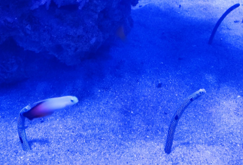 Foto: Acuario Poema del Mar - Las Palmas de Gran Canaria (Las Palmas), España