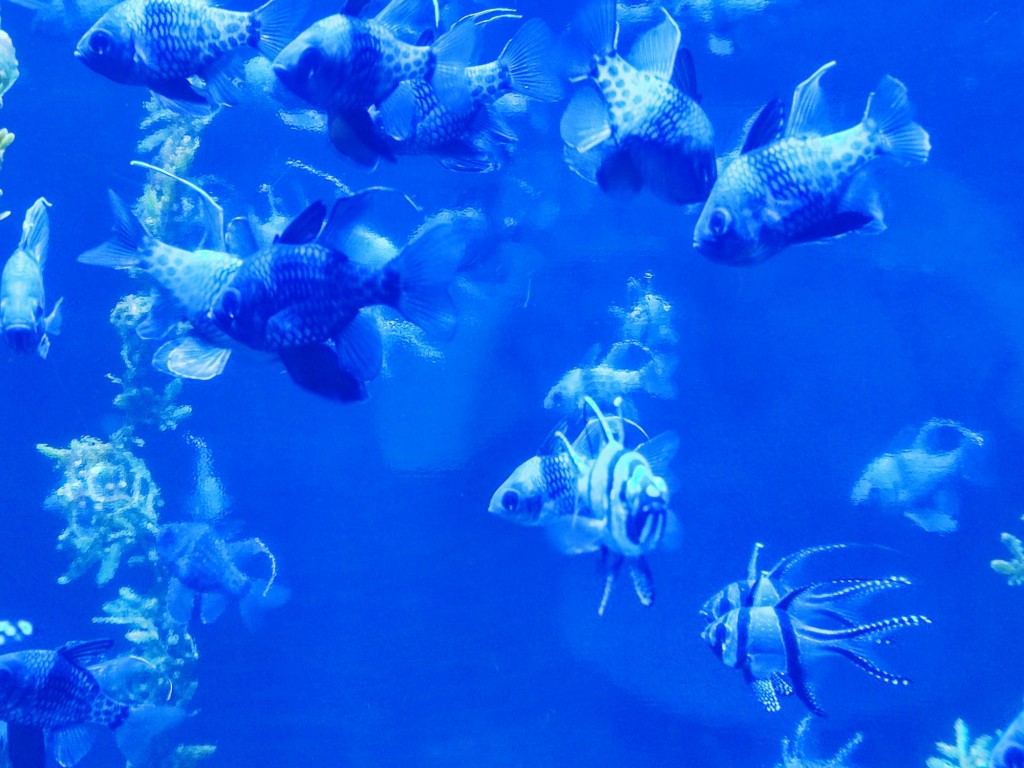 Foto: Acuario Poema del Mar - Las Palmas de Gran Canaria (Las Palmas), España