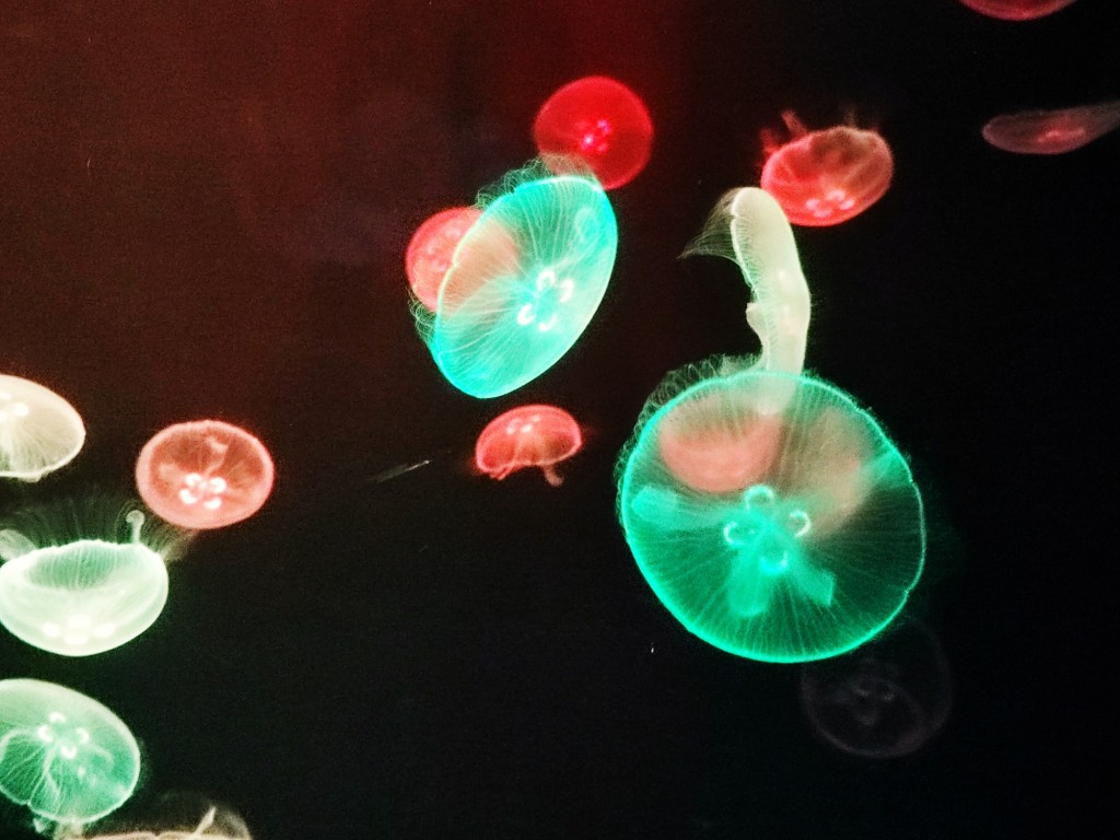 Foto: Acuario Poema del Mar - Las Palmas de Gran Canaria (Las Palmas), España