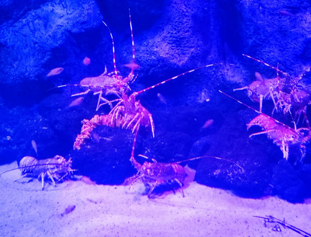 Foto: Acuario Poema del Mar - Las Palmas de Gran Canaria (Las Palmas), España