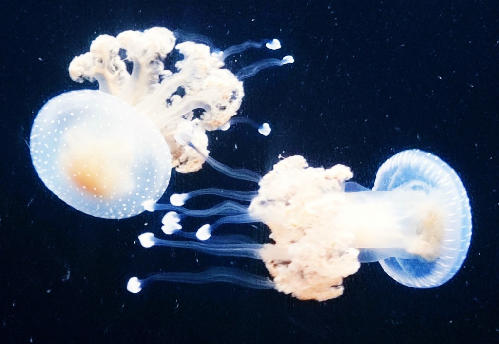 Foto: Acuario Poema del Mar - Las Palmas de Gran Canaria (Las Palmas), España