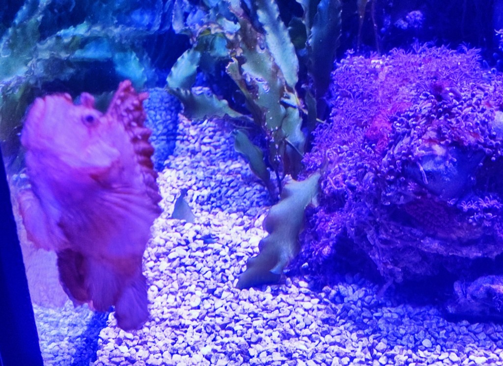 Foto: Acuario Poema del Mar - Las Palmas de Gran Canaria (Las Palmas), España
