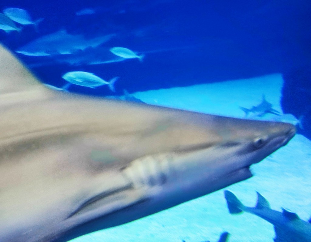 Foto: Acuario Poema del Mar - Las Palmas de Gran Canaria (Las Palmas), España