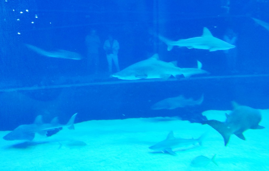 Foto: Acuario Poema del Mar - Las Palmas de Gran Canaria (Las Palmas), España