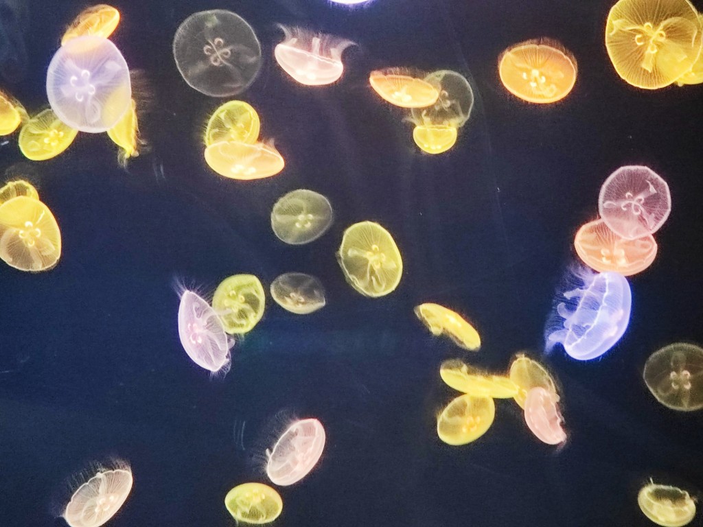 Foto: Acuario Poema del Mar - Las Palmas de Gran Canaria (Las Palmas), España