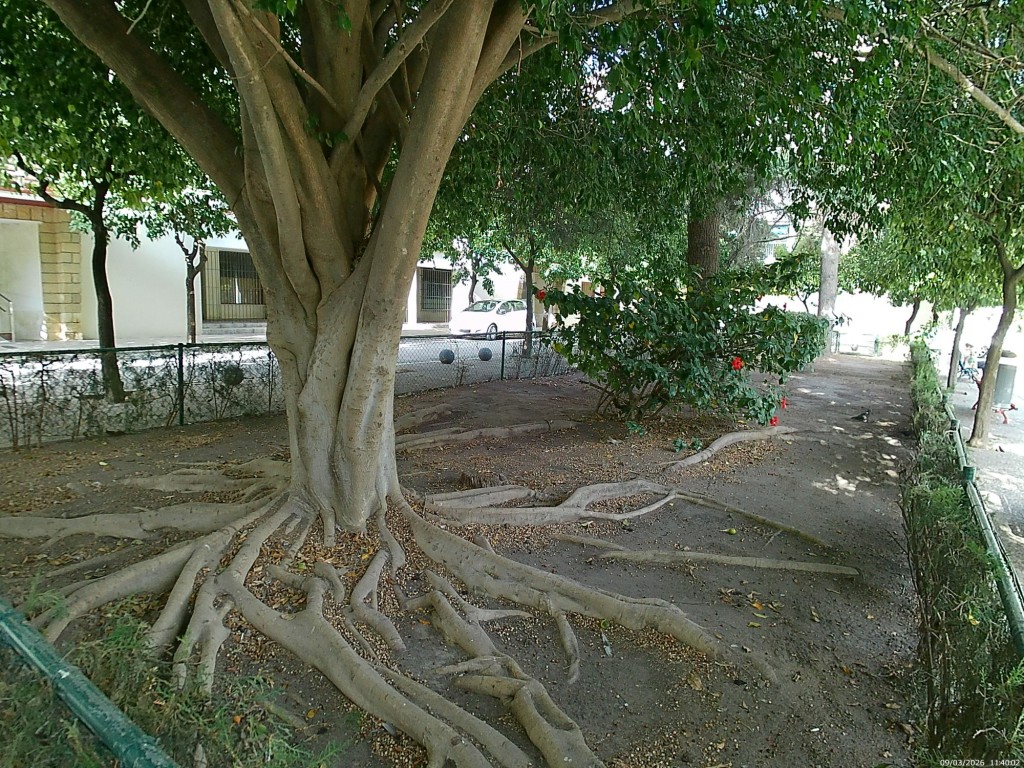Foto: Raices - Jeréz de la Frontera (Cádiz), España