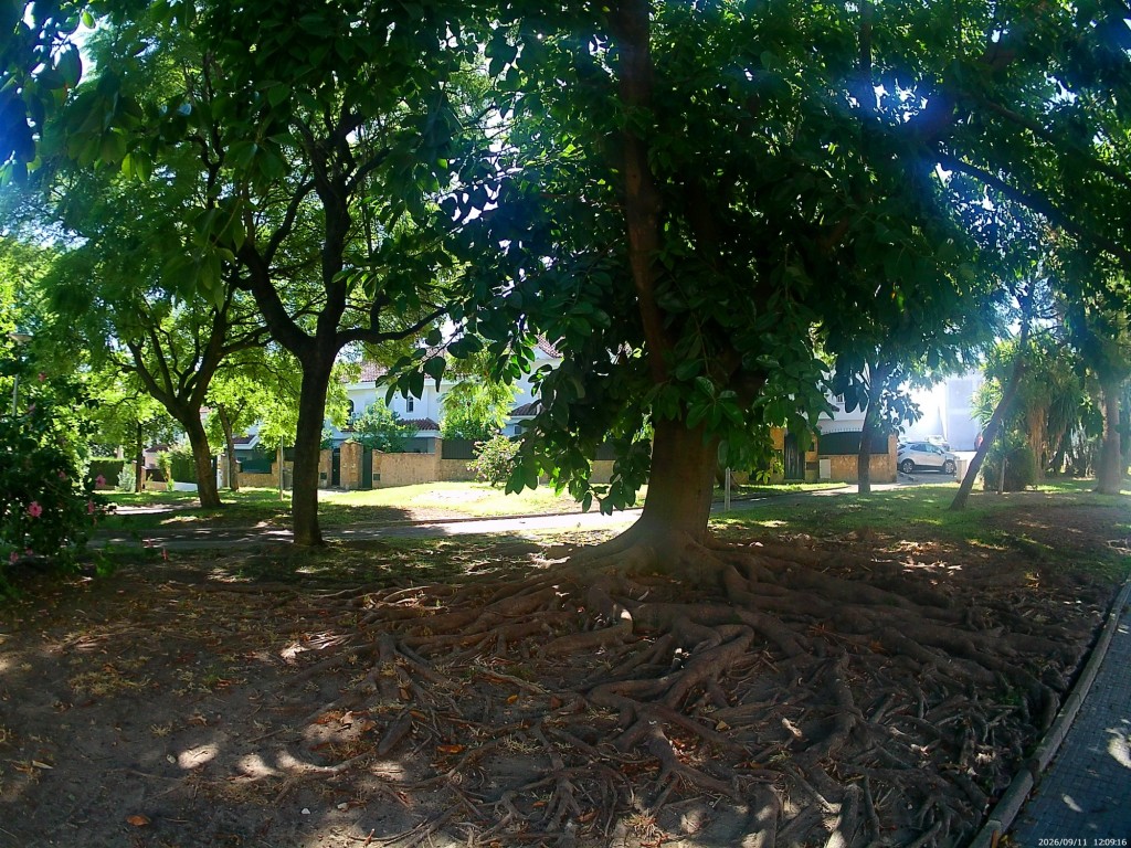 Foto: Raices - Jerez de la Frontera (Cádiz), España