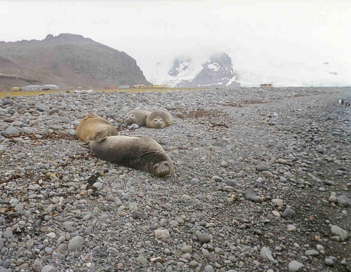 Foto de King George Island, Antártida