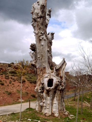 Foto de Camarena de La Sierra (Teruel), España