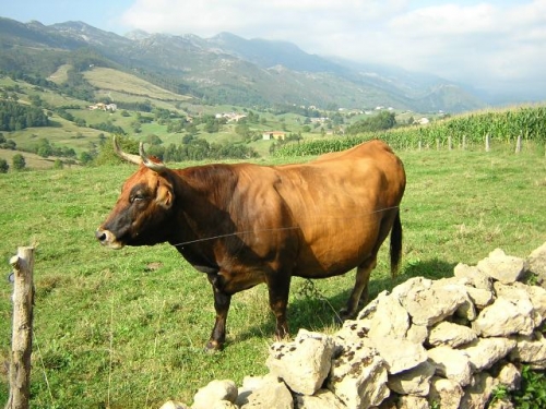 Foto de Noriega (Asturias), España