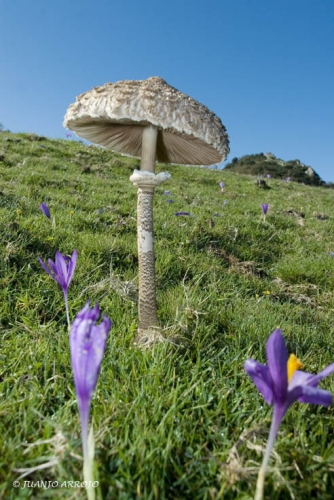 Foto de Sierra del Sueve (Asturias), España