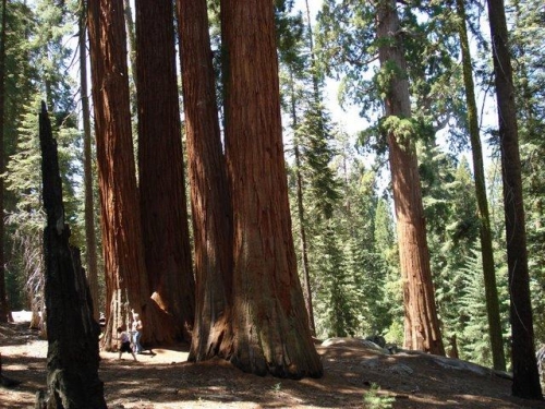 Foto de Sequoia National Park (California), Estados Unidos