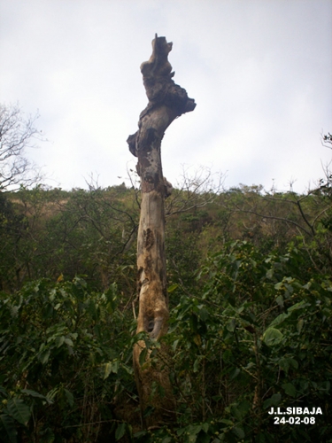 Foto de San Ignacio de Acosta (San José), Costa Rica