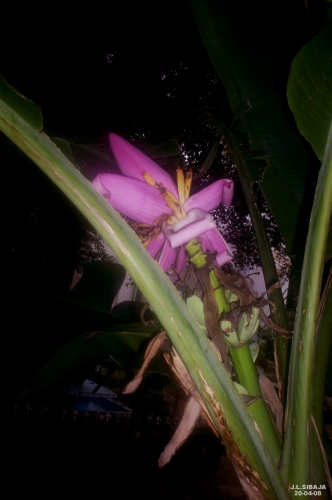 Foto: Flor de Platano - Alajuela, Costa Rica