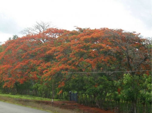 Foto de San Ignacio de Acosta - San José, Costa Rica