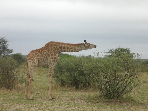 Foto de Parque Nacional Kruger, Sudáfrica