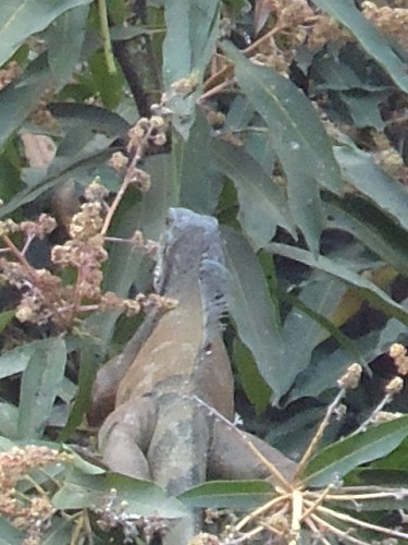 Foto: Iguana - Guayas, Ecuador