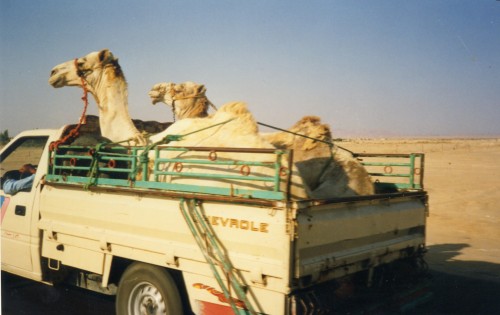Foto: Camels! - Ras Sudr (Eastern Province), Egipto