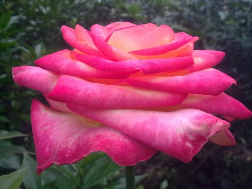 Foto: Rosa - Shell (Pastaza), Ecuador