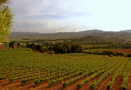 Foto: Viñas de Can Cruset, el Penedes - Torrelle de Foix (Barcelona), España