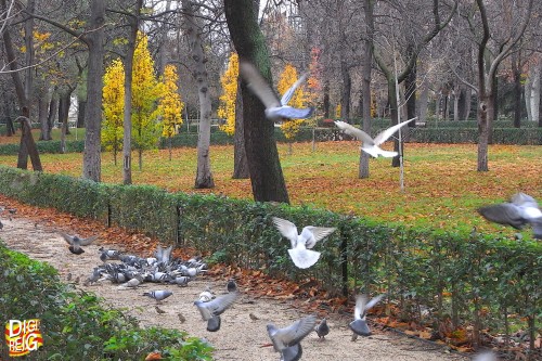 Foto: Otoño en el Parque del Retiro. - Madrid (Comunidad de Madrid), España