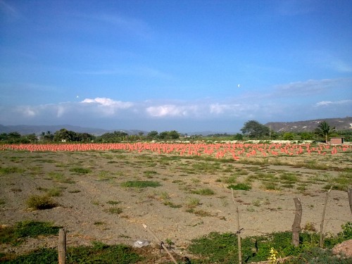 Foto: Sembrios de cebolla perla - Crucita (Manabí), Ecuador