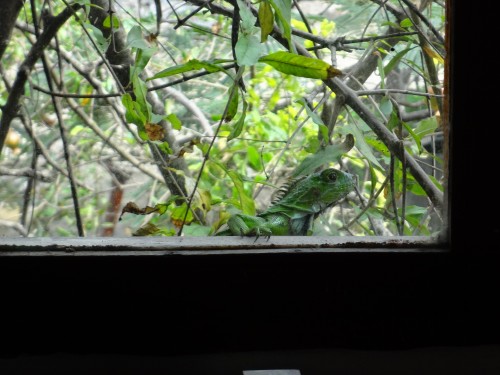 Foto: Iguana Verde - Crucita (Manabí), Ecuador