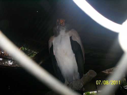 Foto: Sarcorhamphus papa ( ZOPILOTE REY ) FAMILIA: Cathartidae - San Carlos (La Marina) (Alajuela), Costa Rica