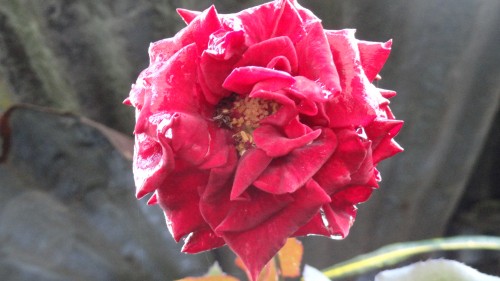 Foto: Rosa roja - Shell (Pastaza), Ecuador