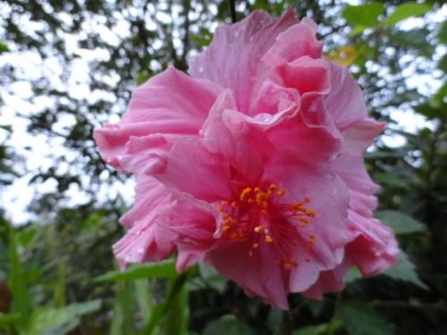 Foto: Cucarda rosada doble - Shell (Pastaza), Ecuador