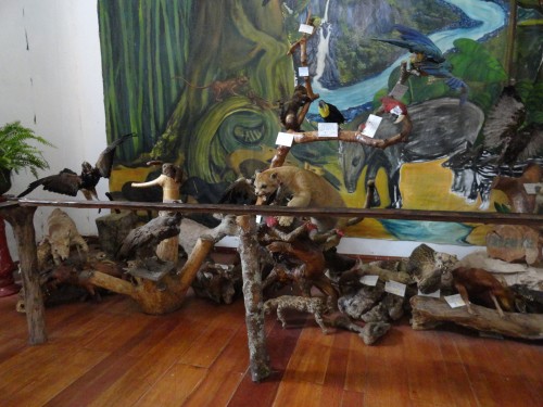 Foto: animales embalsamados - Baños (Tungurahua), Ecuador