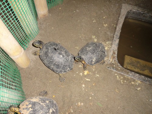 Foto: En el Acuario, una tortuga de tierra - Atacames (Esmeraldas), Ecuador