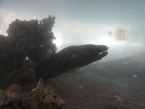 Foto: anguila - Atacames (Esmeraldas), Ecuador