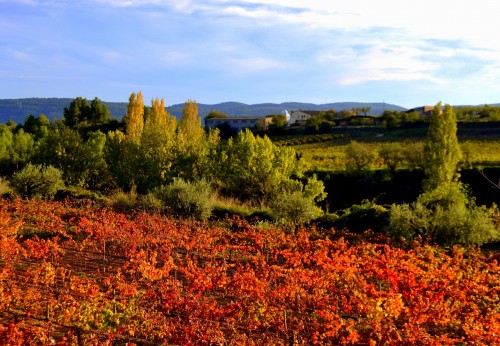 Foto: Viñas de Otoño, el Penedes. - Torrelles de Foix (Barcelona), España